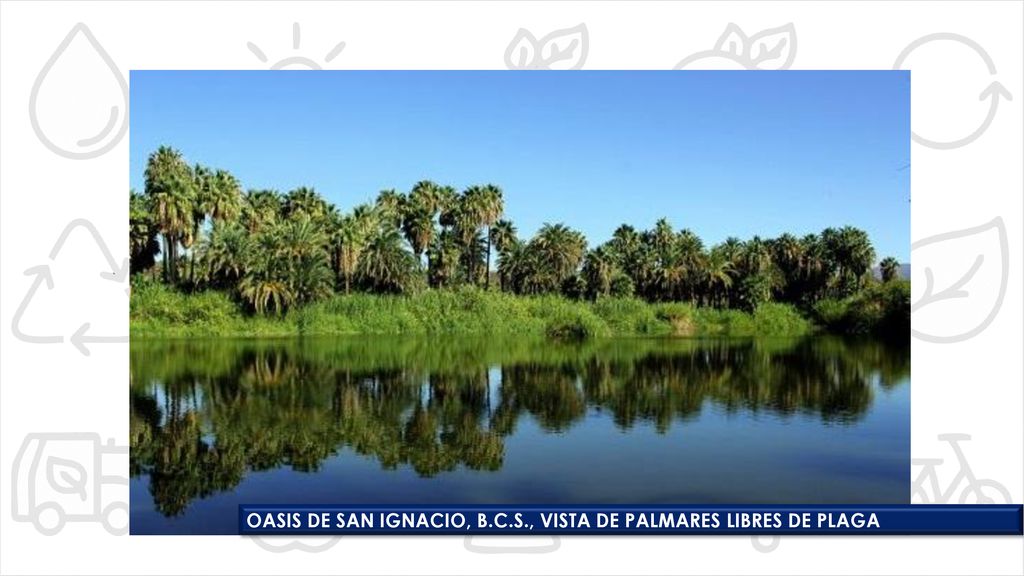 OASIS DE SAN IGNACIO, B.C.S., VISTA DE PALMARES LIBRES DE PLAGA
