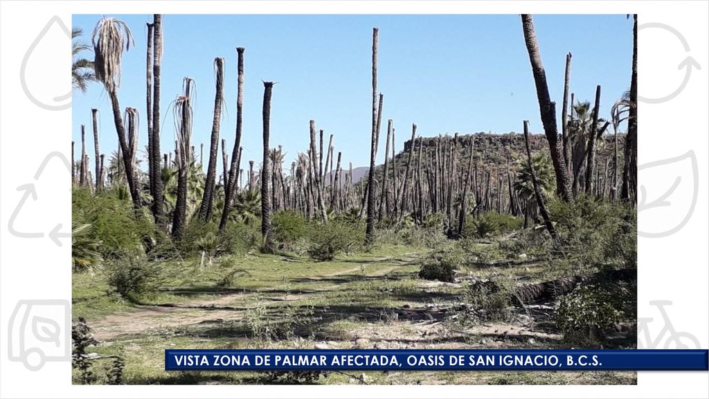 VISTA ZONA DE PALMAR AFECTADA, OASIS DE SAN IGNACIO, B.C.S.