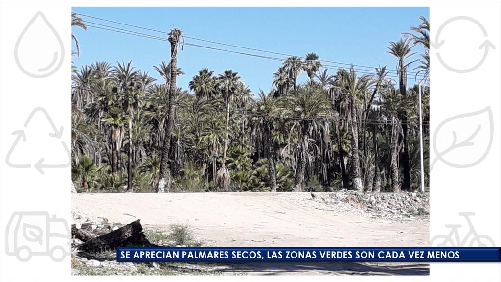 SE APRECIAN PALMARES SECOS, LAS ZONAS VERDES SON CADA VEZ MENOS