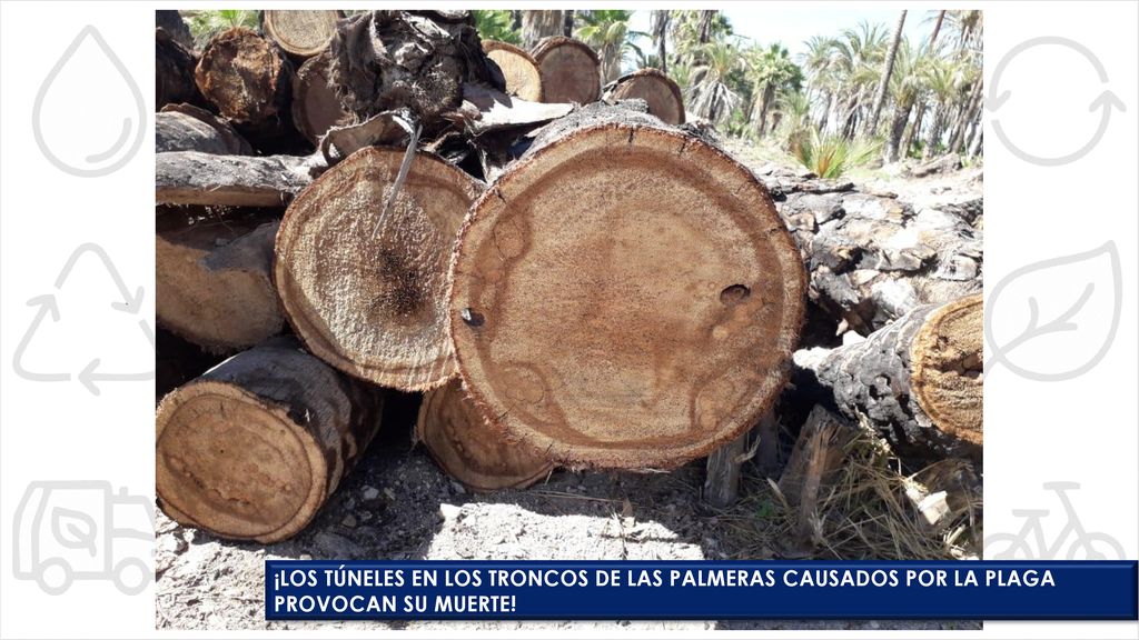 ¡LOS TÚNELES EN LOS TRONCOS DE LAS PALMERAS CAUSADOS POR LA PLAGA