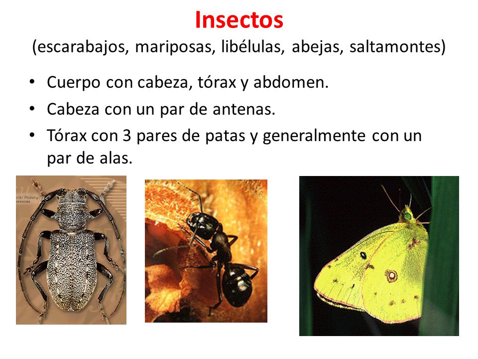 Insectos (escarabajos, mariposas, libélulas, abejas, saltamontes)