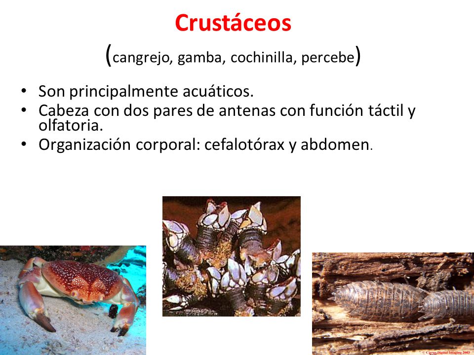 Crustáceos (cangrejo, gamba, cochinilla, percebe)
