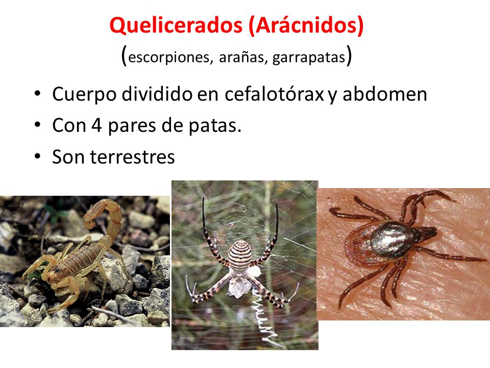 Quelicerados (Arácnidos) (escorpiones, arañas, garrapatas)