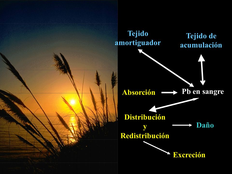 Tejido amortiguador. Tejido de. acumulación. Pb en sangre. Distribución. y. Redistribución. Daño.
