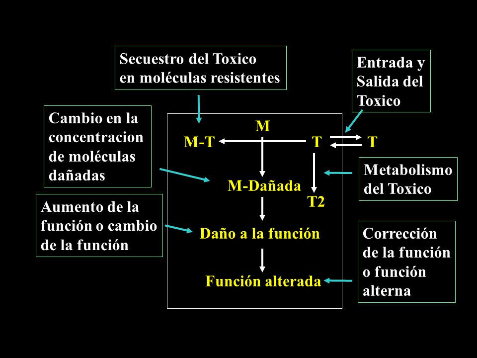 Secuestro del Toxico en moléculas resistentes. Entrada y. Salida del. Toxico. Cambio en la. concentracion.