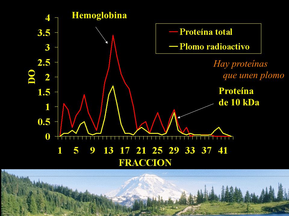 Hemoglobina Hay proteínas que unen plomo Proteína de 10 kDa