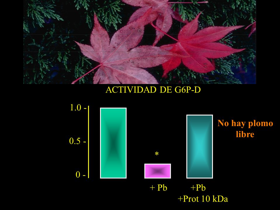ACTIVIDAD DE G6P-D * No hay plomo libre + Pb +Pb +Prot 10 kDa