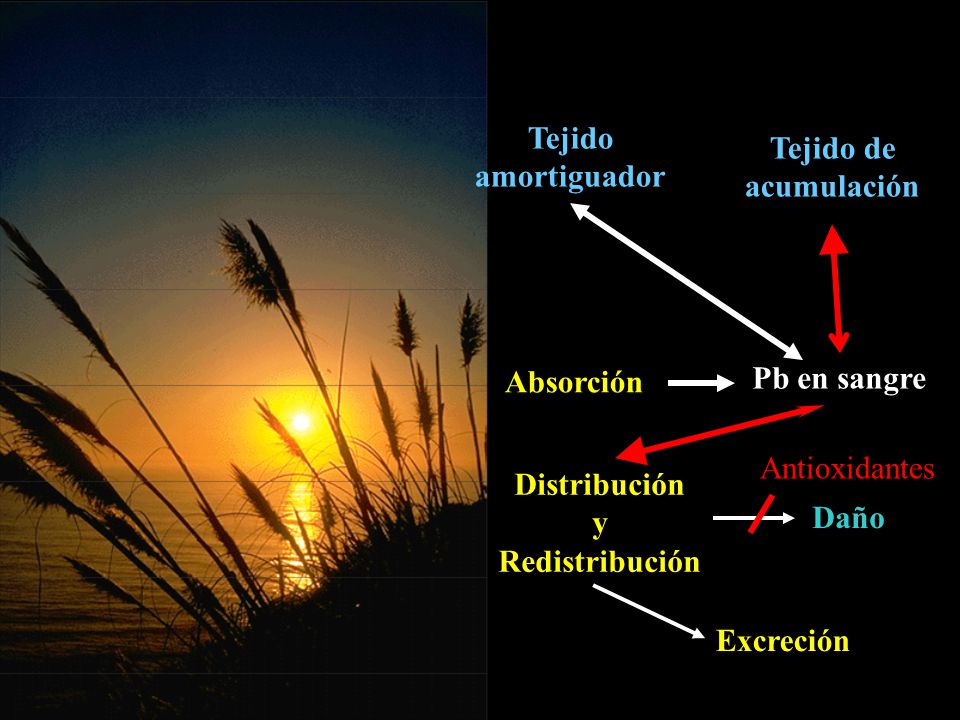 Tejido amortiguador. Tejido de. acumulación. Absorción. Pb en sangre. Antioxidantes. Distribución.