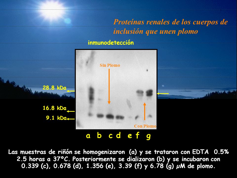 Proteínas renales de los cuerpos de inclusión que unen plomo