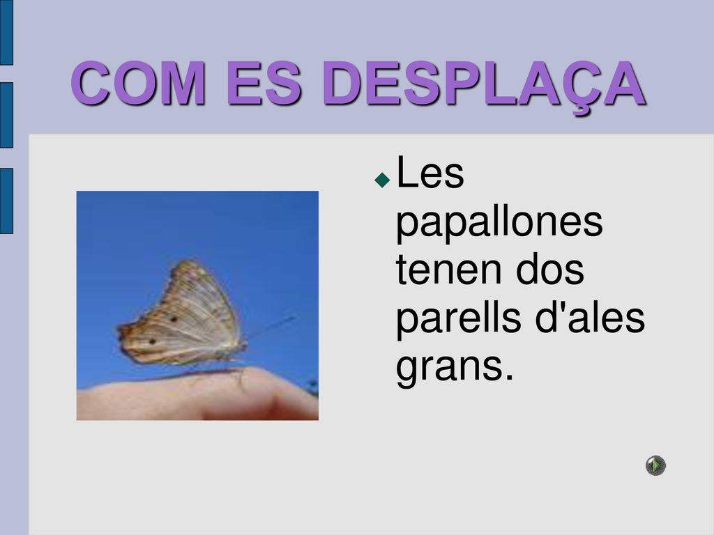COM ES DESPLAÇA Les papallones tenen dos parells d ales grans.
