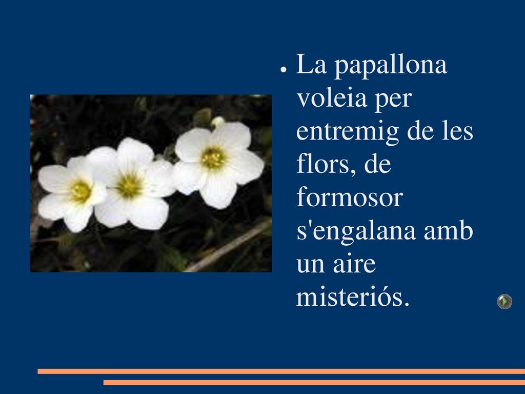 La papallona voleia per entremig de les flors, de formosor s engalana amb un aire misteriós.