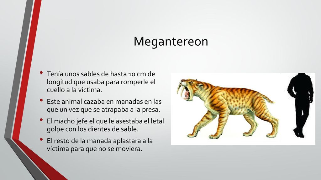 Megantereon Tenía unos sables de hasta 10 cm de longitud que usaba para romperle el cuello a la víctima.