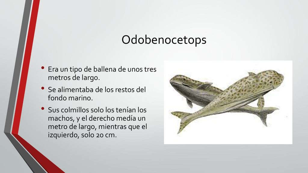 Odobenocetops Era un tipo de ballena de unos tres metros de largo.