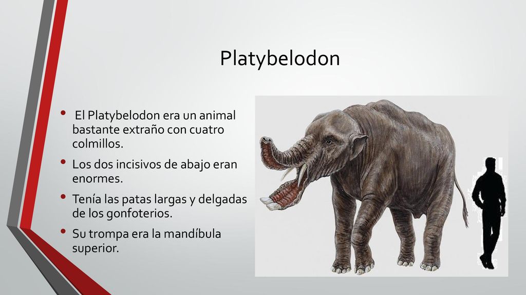 Platybelodon El Platybelodon era un animal bastante extraño con cuatro colmillos. Los dos incisivos de abajo eran enormes.