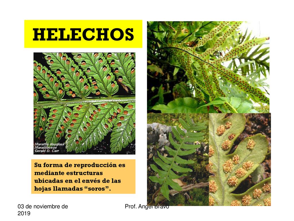 HELECHOS Su forma de reproducción es mediante estructuras ubicadas en el envés de las hojas llamadas soros .