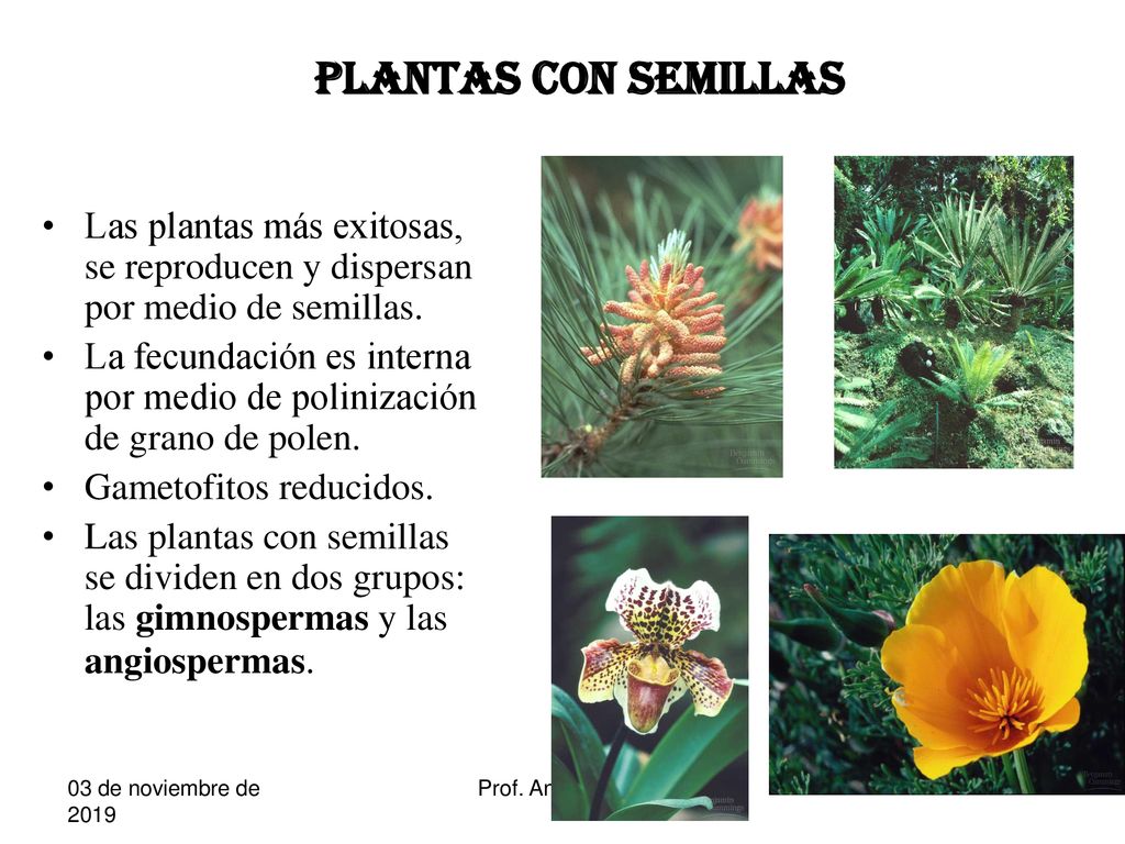 Plantas con semillas Las plantas más exitosas, se reproducen y dispersan por medio de semillas.