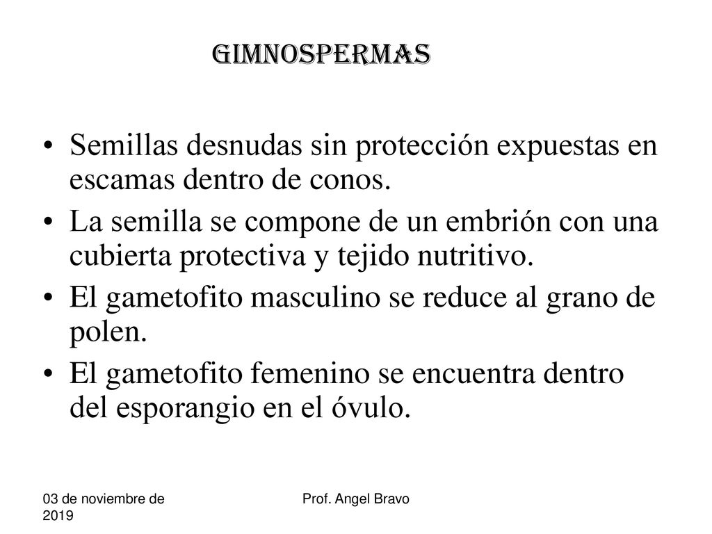 Semillas desnudas sin protección expuestas en escamas dentro de conos.