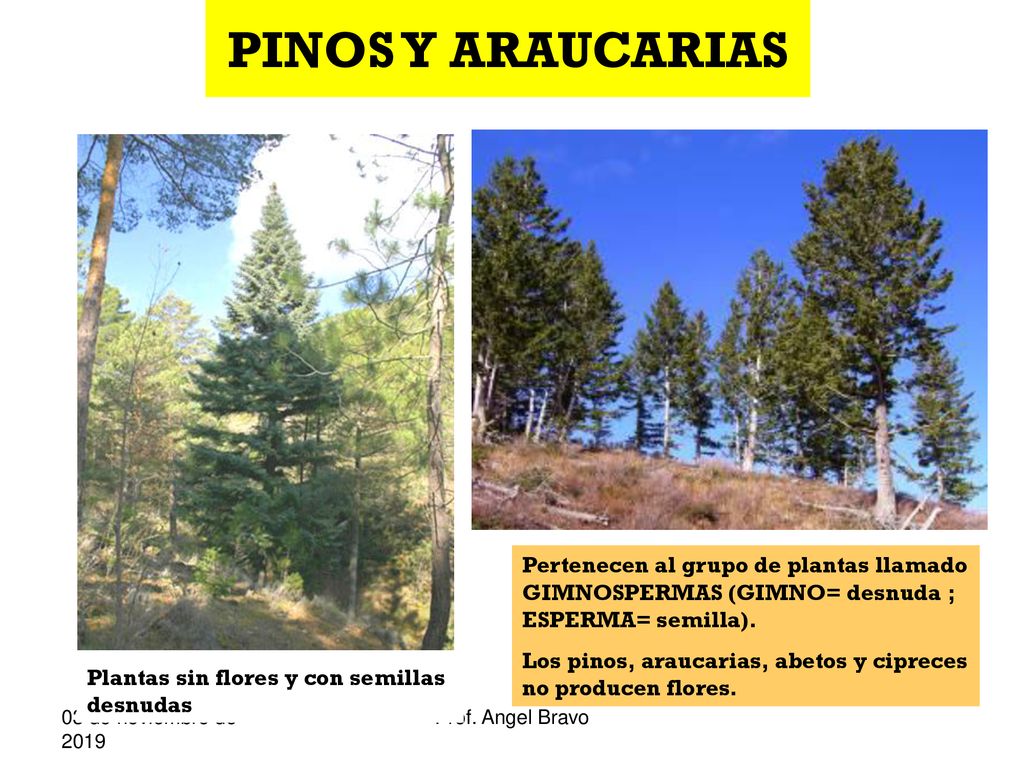 PINOS Y ARAUCARIAS Pertenecen al grupo de plantas llamado GIMNOSPERMAS (GIMNO= desnuda ; ESPERMA= semilla).