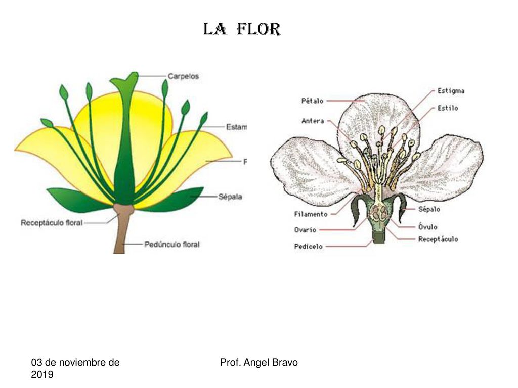 LA FLOR 03 de noviembre de de noviembre de 2019