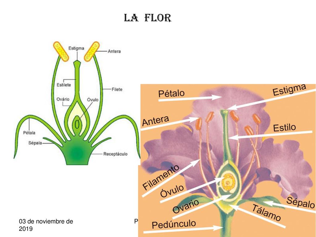 LA FLOR 03 de noviembre de de noviembre de 2019