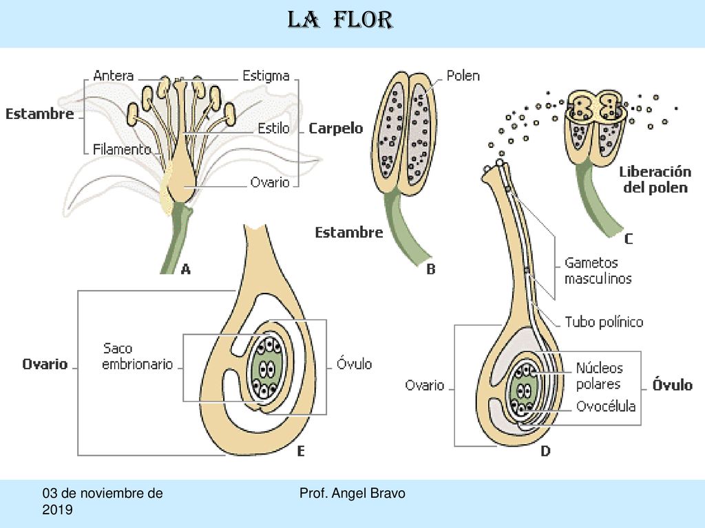 LA FLOR 03 de noviembre de de noviembre de 2019