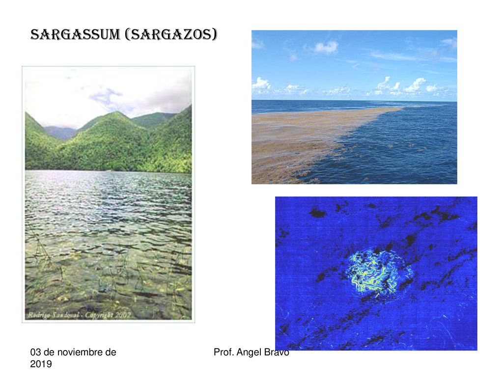 Sargassum (sargazos) 03 de noviembre de de noviembre de 2019