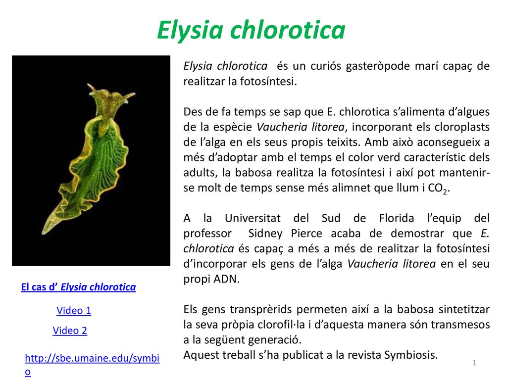 Elysia chlorotica Elysia chlorotica és un curiós gasteròpode marí capaç de realitzar la fotosíntesi.