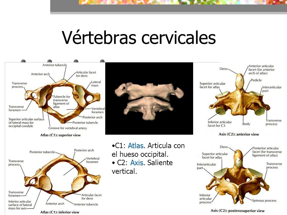 Vértebras cervicales C1: Atlas. Articula con el hueso occipital.