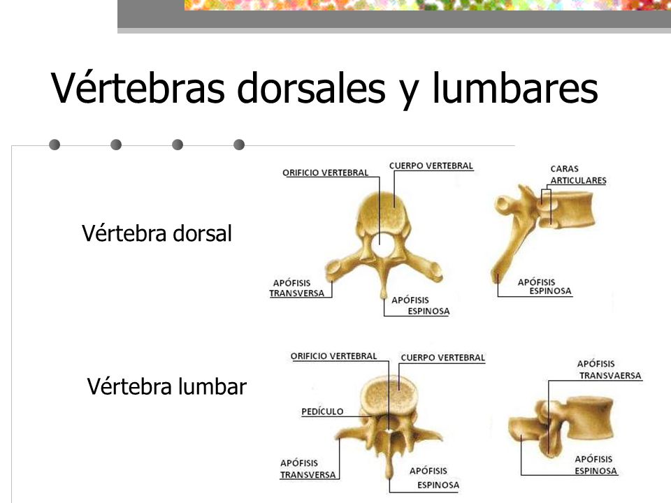 Vértebras dorsales y lumbares