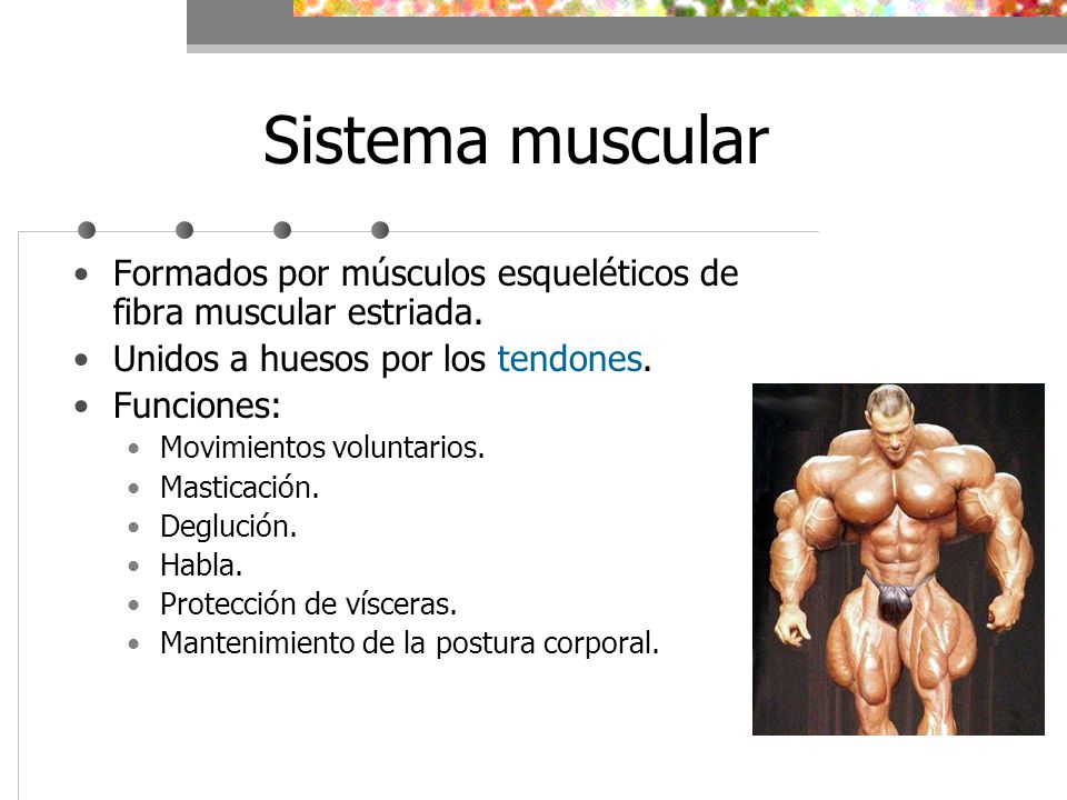 Sistema muscular Formados por músculos esqueléticos de fibra muscular estriada. Unidos a huesos por los tendones.