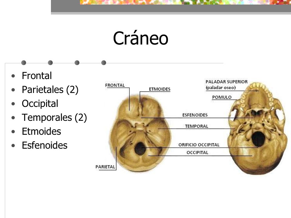 Cráneo Frontal Parietales (2) Occipital Temporales (2) Etmoides