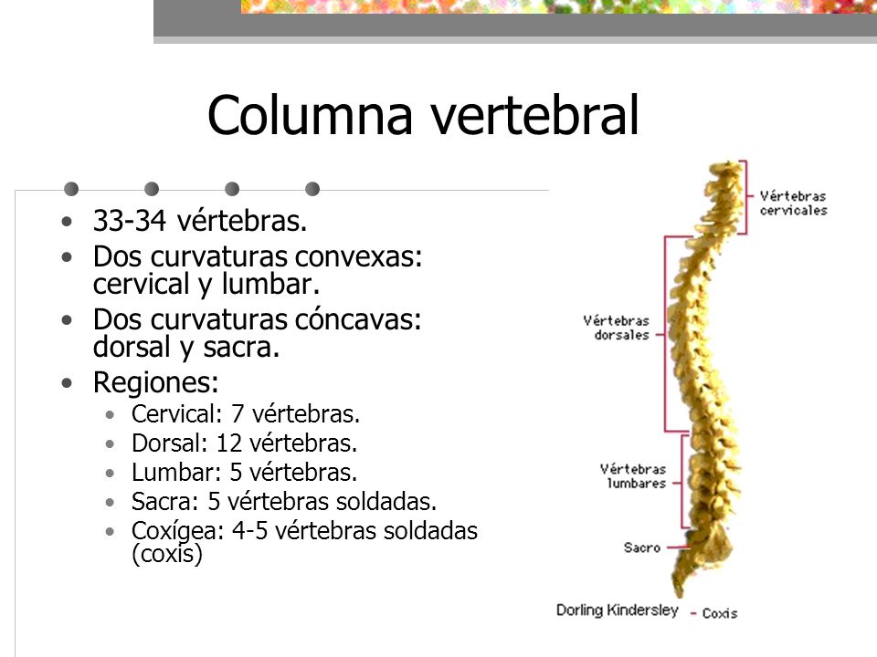 Columna vertebral vértebras.