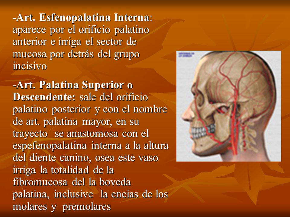 -Art. Esfenopalatina Interna: aparece por el orificio palatino anterior e irriga el sector de mucosa por detrás del grupo incisivo