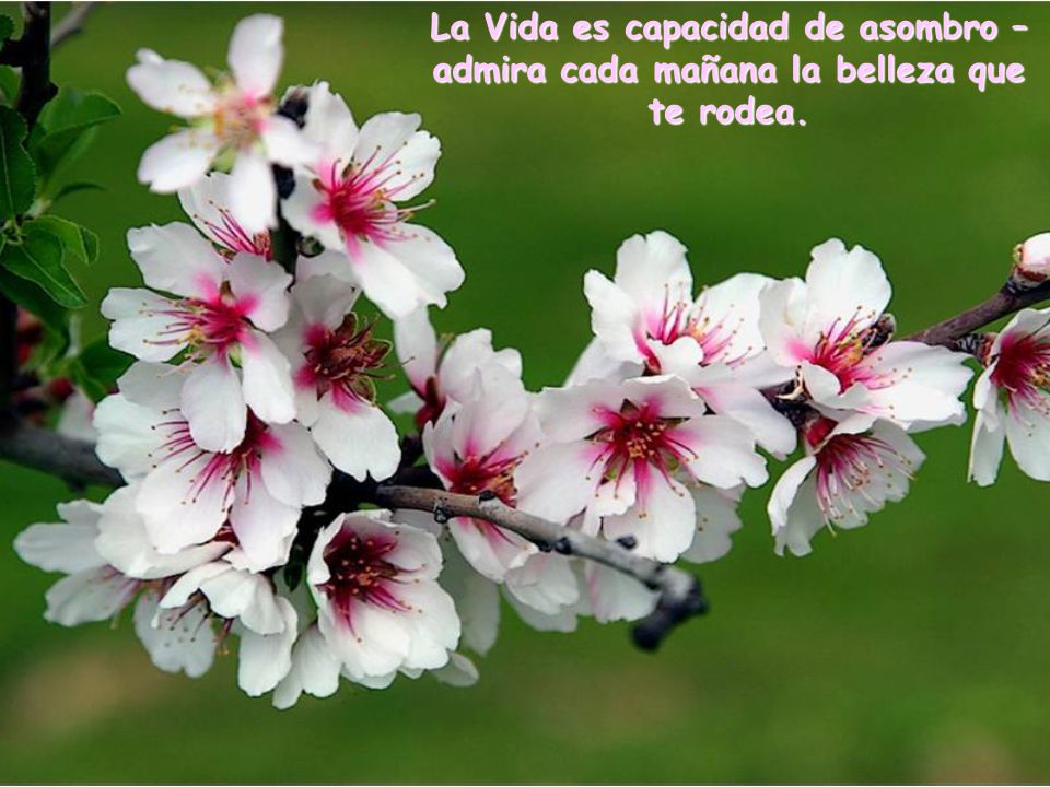 La Vida es capacidad de asombro –admira cada mañana la belleza que te rodea.