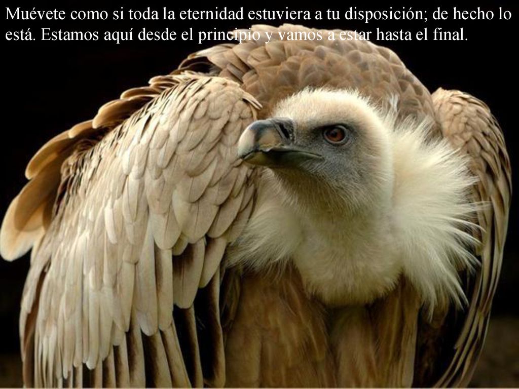 Muévete como si toda la eternidad estuviera a tu disposición; de hecho lo está.