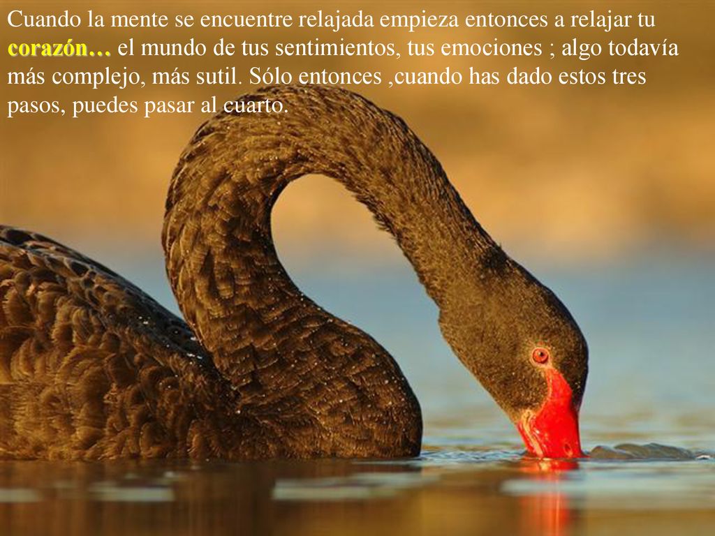 Cuando la mente se encuentre relajada empieza entonces a relajar tu corazón… el mundo de tus sentimientos, tus emociones ; algo todavía más complejo, más sutil.