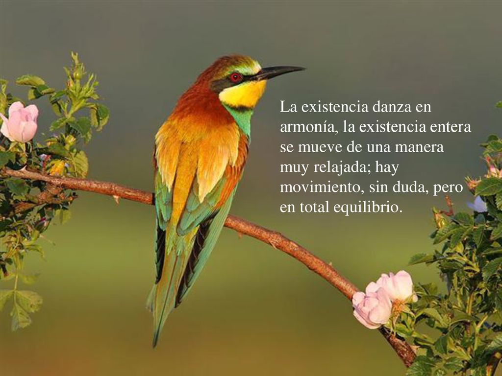 La existencia danza en armonía, la existencia entera se mueve de una manera muy relajada; hay movimiento, sin duda, pero en total equilibrio.