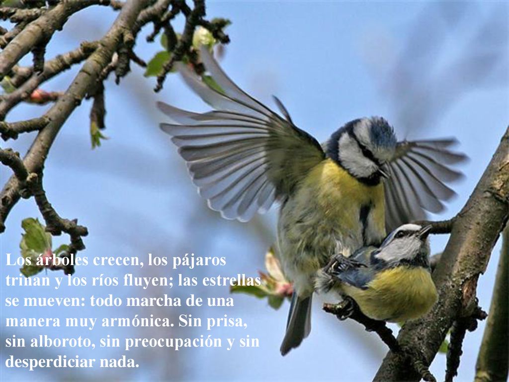 Los árboles crecen, los pájaros trinan y los ríos fluyen; las estrellas se mueven: todo marcha de una manera muy armónica.