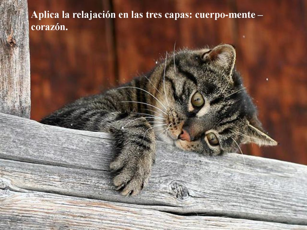Aplica la relajación en las tres capas: cuerpo-mente –corazón.