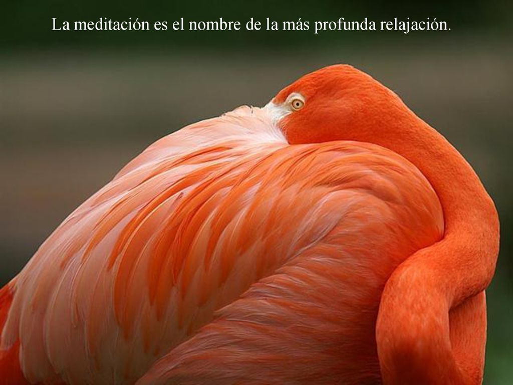 La meditación es el nombre de la más profunda relajación.