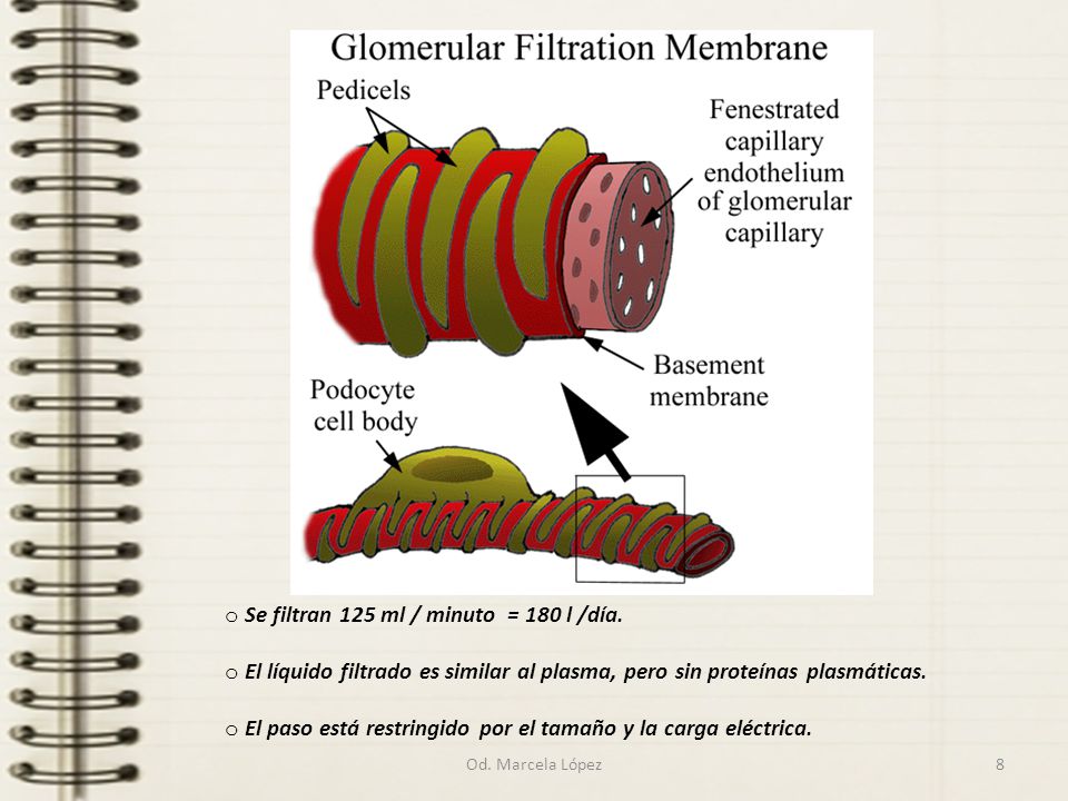 Se filtran 125 ml / minuto = 180 l /día.