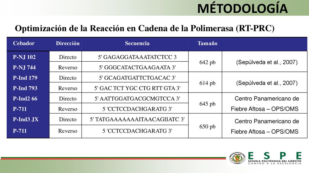 MÉTODOLOGÍA Optimización de la Reacción en Cadena de la Polimerasa (RT-PRC) Cebador. Dirección. Secuencia.