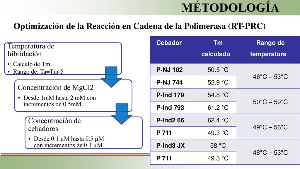 MÉTODOLOGÍA Optimización de la Reacción en Cadena de la Polimerasa (RT-PRC) Cebador. Tm calculado.