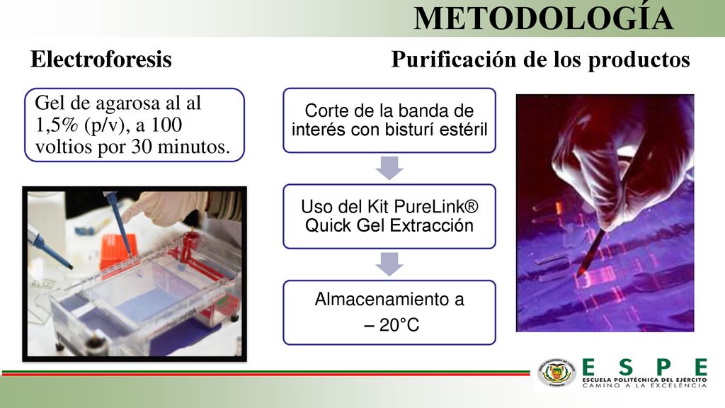 METODOLOGÍA Electroforesis Purificación de los productos