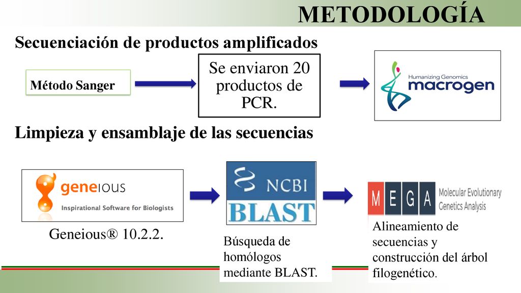 Se enviaron 20 productos de PCR.