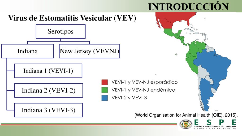 INTRODUCCIÓN Virus de Estomatitis Vesicular (VEV) Serotipos Indiana