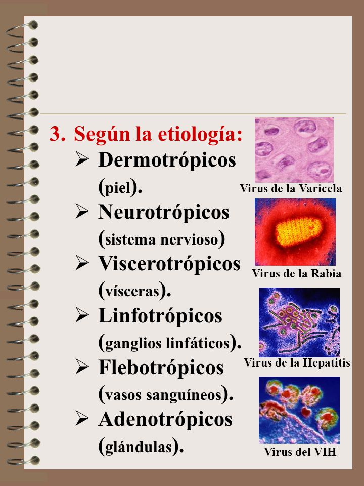Neurotrópicos (sistema nervioso) Viscerotrópicos (vísceras).
