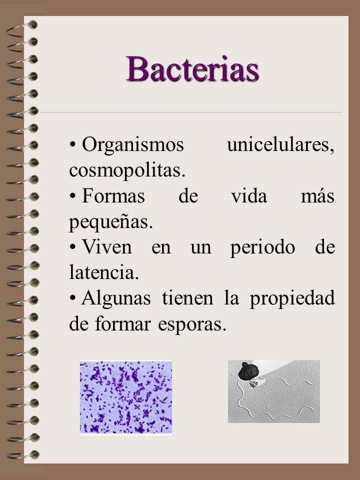 Bacterias Organismos unicelulares, cosmopolitas.