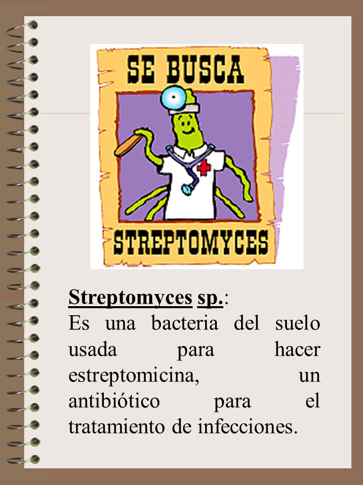 Streptomyces sp.: Es una bacteria del suelo usada para hacer estreptomicina, un antibiótico para el tratamiento de infecciones.