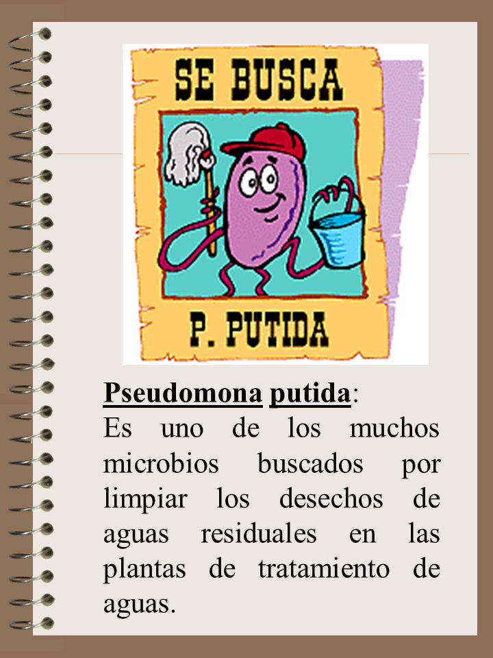 Pseudomona putida: Es uno de los muchos microbios buscados por limpiar los desechos de aguas residuales en las plantas de tratamiento de aguas.
